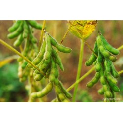 Soya O Soja Ideal Para Leche O Germinado 1 Kilo