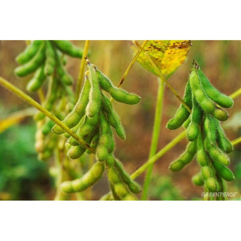 Soya O Soja Ideal Para Leche O Germinado 1 Kilo