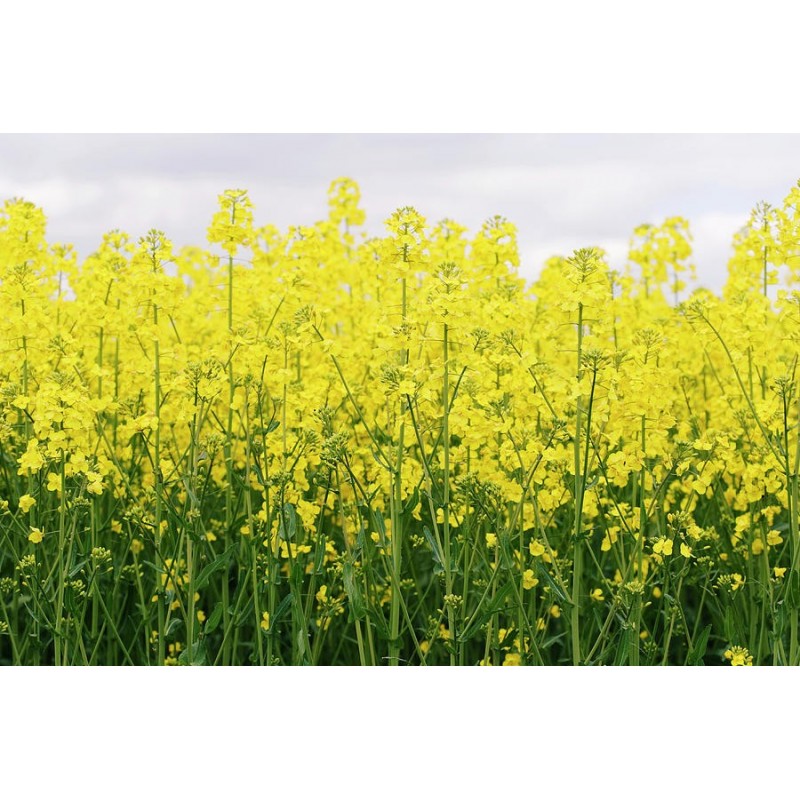 Brassica Napus - canola