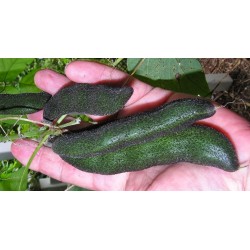 Mucuna Pruriens Cv Cinza - Frijol terciopelo Saco de 20...