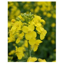 Brassica Napus - canola