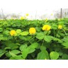 Arachis Pintoi cv Amarillo -   Mani forrajero