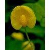 Arachis Pintoi cv Amarillo -   Mani forrajero