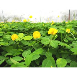 Arachis Pintoi cv Amarillo -   Mani forrajero 1 kilo