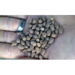 Arachis Pintoi cv Amarillo -   Mani forrajero 1 kilo