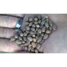 Arachis Pintoi cv Amarillo -   Mani forrajero 1 kilo