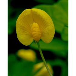 Arachis Pintoi cv Amarillo -   Mani forrajero 1 kilo