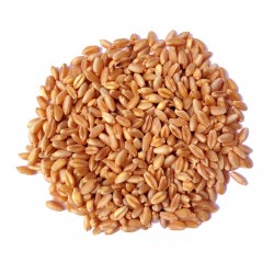 Triticum aestivum - Trigo dulce ORGANICO USDA Wheatgrass...