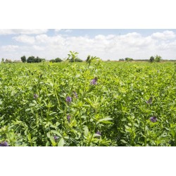 Medicago Sativa - Alfalfa para germinar