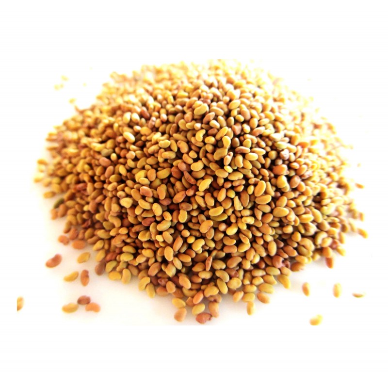 Medicago Sativa - Alfalfa para germinar