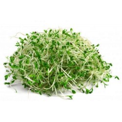 Medicago Sativa - Alfalfa para germinar