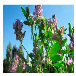 Medicago Sativa var.  (Cuf 101 desnuda)  -  Alfalfa para...