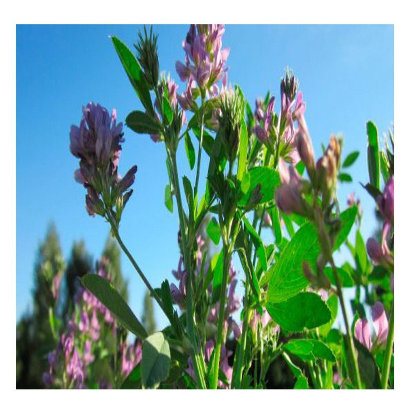 Medicago Sativa var.  (Cuf 101 desnuda)  -  Alfalfa para siembra