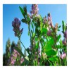 Medicago Sativa var.  (Cuf 101 desnuda)  -  Alfalfa para siembra