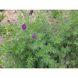 Medicago Sativa var.  (Cuf 101 desnuda)  -  Alfalfa para siembra