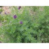 Medicago Sativa var.  (Cuf 101 desnuda)  -  Alfalfa para siembra