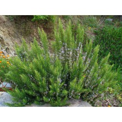 Rosmarinus Officinalis - Romero