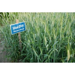 Triticale T-5 - Triticosecale Aestivum