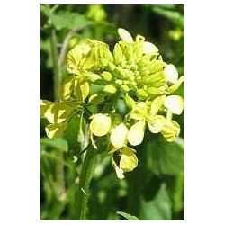 Brassica Juncea - Mostaza