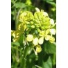 Brassica Juncea - Mostaza