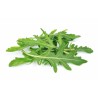 Eruca Vesicaria- Arugula variedad Wild rocket