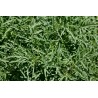 Eruca Vesicaria- Arugula variedad Wild rocket