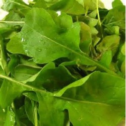 Eruca Vesicaria - Arugula o Rucola