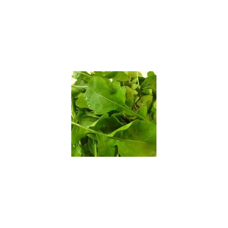 Eruca Vesicaria - Arugula o Rucola