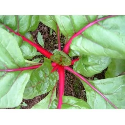 Acelga - Beta Vulgaris,  variedad Magenta Sunset