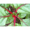 Acelga - Beta Vulgaris,  variedad Magenta Sunset