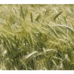 Triticale T-5 - Triticosecale Aestivum