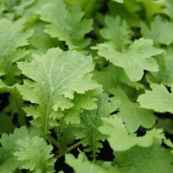 Brassica juncea & Brassica rapa - Wasabna o Wasabina