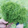 Brassica juncea & Brassica rapa - Wasabna o Wasabina