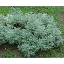 Artemisia Absinthium - Ajenjo 25 semillas