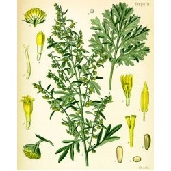 Artemisia Absinthium - Ajenjo 25 semillas