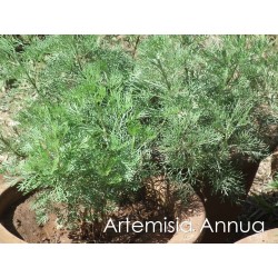 Artemisia annua L -  Ajenjo Dulce 50 Semillas