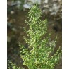 Artemisia annua L -  Ajenjo Dulce 50 Semillas