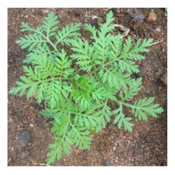 Artemisia annua L -  Ajenjo Dulce 50 Semillas