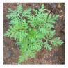 Artemisia annua L -  Ajenjo Dulce 50 Semillas