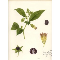 Atropa Belladona -  Belladona 10 Semillas