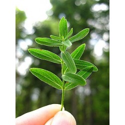 Hypericum perforatum  Hierba de San Juan