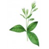 Stevia Hoja Pura Organica De Stevia 20 Gr Endulzante Natural