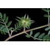 Tribulus terrestris  -  Gokshura