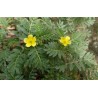 Tribulus terrestris  -  Gokshura