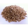 Triticale T-5 - Triticosecale Aestivum