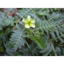 Tribulus terrestris  -  Gokshura