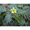 Tribulus terrestris  -  Gokshura