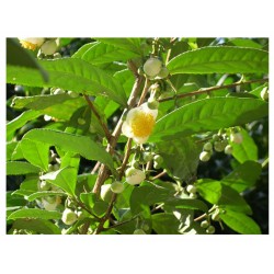 Camellia Sinensis  - Árbol del Té