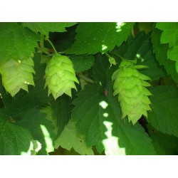 Lúpulo - Humulus Lupulus