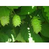 Lúpulo - Humulus Lupulus